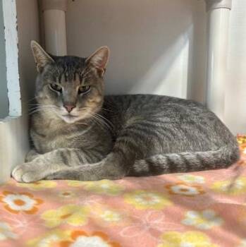Derek -  Domestic Short Hair Cat for Adoption in Hutchinson, Minnesota - Derek | PetCurious