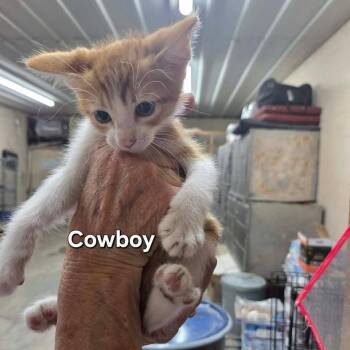 Cowboy -  Domestic Short Hair Cat for Adoption in Madison, Wisconsin - Cowboy | PetCurious