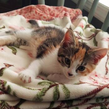 Sage -  Domestic Short Hair Cat for Adoption in Harrisonburg, Virginia - Sage | PetCurious