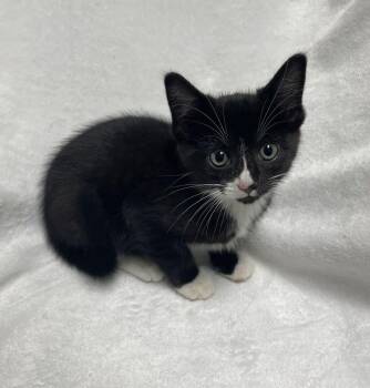Butter -  Domestic Short Hair Cat for Adoption in Jackson, Michigan - Butter | PetCurious
