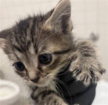 BUBBLES -  Domestic Short Hair Cat for Adoption in Dallas, Texas - BUBBLES | PetCurious