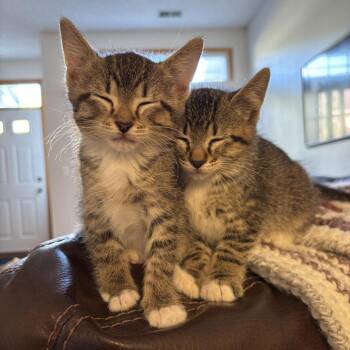 Domestic Short Hair Cats Available for Adoption in Minnetonka, Minnesota - Radiohead C69060 | PetCurious