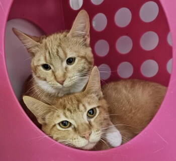 Rescue Domestic Short Hair Cats for Adoption in Alexandria, Virginia - Boris And Natasha | PetCurious