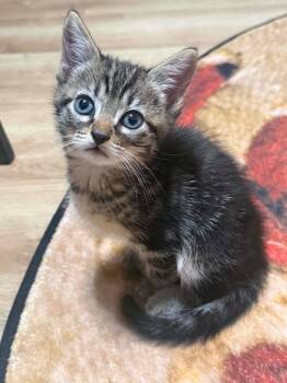 Maki -  Domestic Short Hair Cat for Adoption in Orlando, Florida - Maki | PetCurious