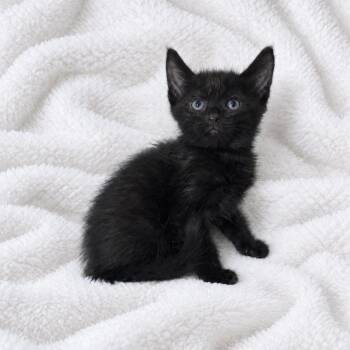 Midnight -  Domestic Short Hair Cat for Adoption in Tucson, Arizona - Midnight | PetCurious