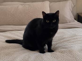 Onyx -  Domestic Short Hair Cat for Adoption in Ephrata, Washington - Onyx | PetCurious