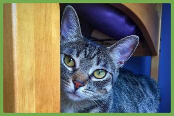 Rescue Domestic Short Hair Cats for Adoption in Amherst, Massachusetts - Butters | PetCurious