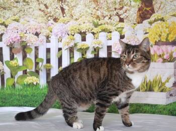Domestic Short Hair Cats Available for Adoption - PATTI | PetCurious