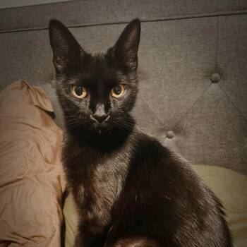 Mama Mary -  Domestic Short Hair Cat Available for Adoption - Mama Mary | PetCurious