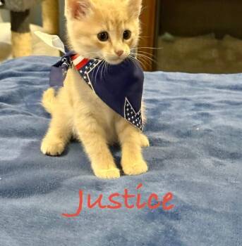 Justice -  Domestic Short Hair Cat for Adoption in Fort Collins, Colorado - Justice | PetCurious