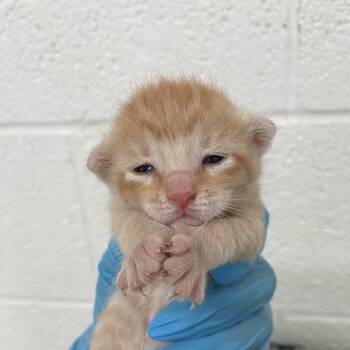kitty 1 -  Domestic Short Hair Cat for Adoption in Edinburg, Texas - Kitty 1 | PetCurious