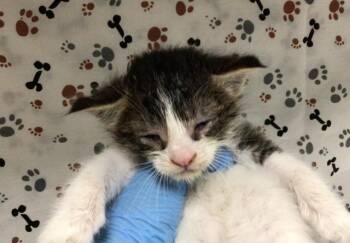 MR MAN -  Domestic Short Hair Cat for Adoption in Riverside, California - MR MAN | PetCurious