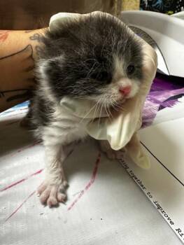 TEACUP -  Domestic Short Hair Cat for Adoption in Riverside, California - TEACUP | PetCurious