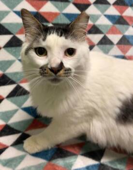 Domestic Long Hair Cats Available for Adoption in Jackson, Michigan - Hank | PetCurious