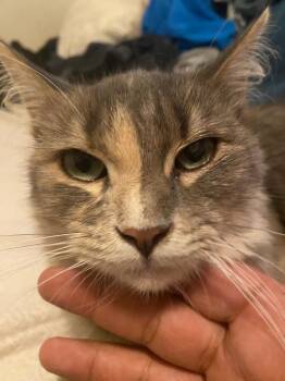 Foofie -  Domestic Long Hair Cat for Adoption in San Antonio, Texas - Foofie | PetCurious