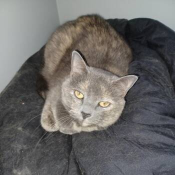 Wolfie -  Domestic Short Hair Cat for Adoption in Lynchburg, Virginia - Wolfie | PetCurious