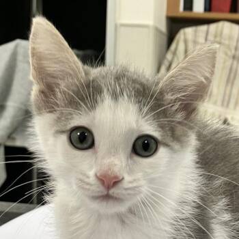 Vaporeon -  Domestic Short Hair Cat for Adoption in Las Cruces, New Mexico - Vaporeon | PetCurious