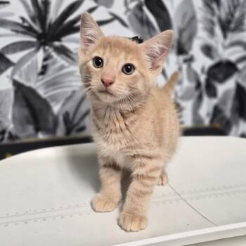 Bratwurst -  Domestic Medium Hair Cat for Adoption in Wahiawa, Hawaii - Bratwurst | PetCurious