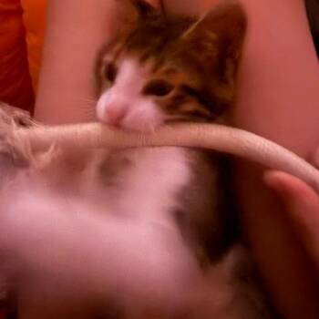 Tiger C11821 -  Domestic Short Hair Cat for Adoption - Tiger C11821 | PetCurious