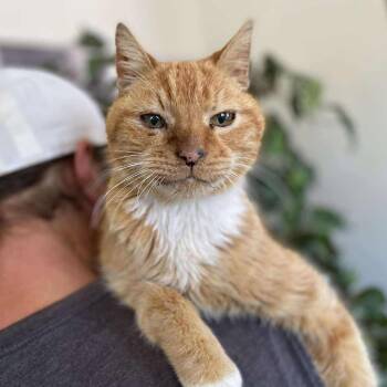 American Shorthair Cats Available for Adoption in Ramona, California - Gumz | PetCurious