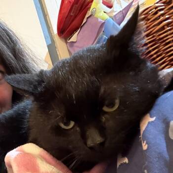 Toothless -  Domestic Short Hair Cat for Adoption in Fair Haven, Vermont - Toothless | PetCurious