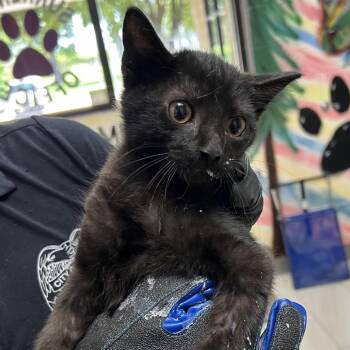 Atlas -  Domestic Short Hair Cat for Adoption in Lufkin, Texas - Atlas | PetCurious