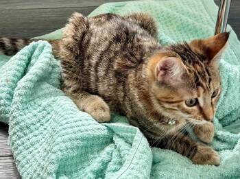 Triplet -  Tabby Cat for Adoption in Burnaby, British Columbia - Triplet | PetCurious