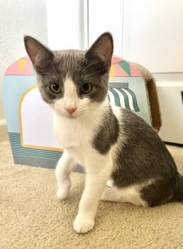 Rescue Domestic Short Hair Cats for Adoption in Walnut Creek, California - Totoro | PetCurious