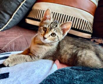 Daisy -  Domestic Short Hair Cat for Adoption in Urbandale, Iowa - Daisy | PetCurious