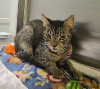 Domestic Short Hair Cats Available for Adoption in Dickson, Tennessee - Basil | PetCurious