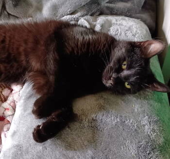 Rescue Domestic Medium Hair Cats for Adoption in Fishers, Indiana - Minnie Moo | PetCurious