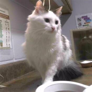 WHITNEY -  Domestic Medium Hair and Domestic Short Hair Cat for Adoption in Tallahassee, Florida - WHITNEY | PetCurious