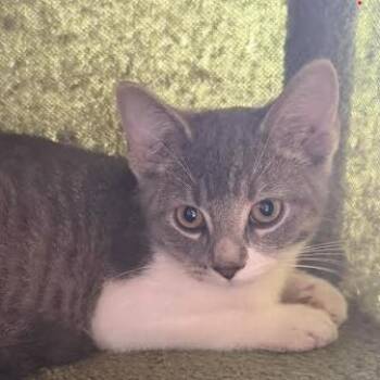 Colt -  Domestic Short Hair Cat for Adoption - Colt | PetCurious