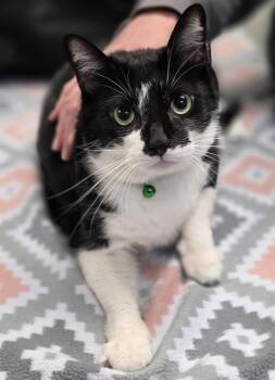 Domestic Short Hair Cats Available for Adoption - Robert Cattinson | PetCurious