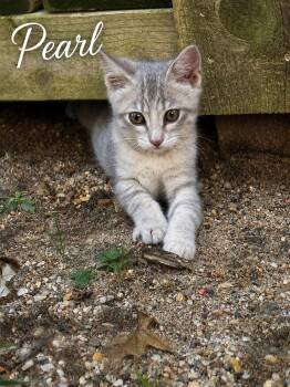 Pearl -  Tabby Cat for Adoption in Decorah, Iowa - Pearl | PetCurious