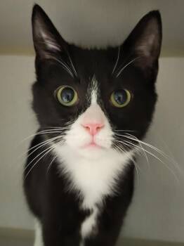 Domestic Short Hair Cats Available for Adoption - Donnie | PetCurious