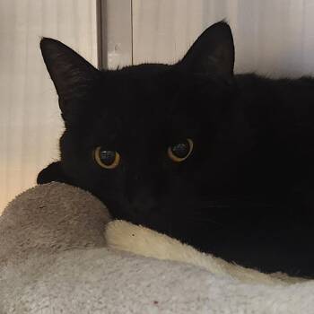 Crockpot -  Domestic Short Hair Cat for Adoption in Providence, Rhode Island - Crockpot | PetCurious