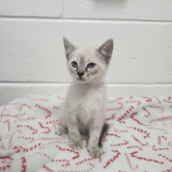 Lindana -  Domestic Short Hair Cat for Adoption in Spruce Pine, North Carolina - Lindana | PetCurious