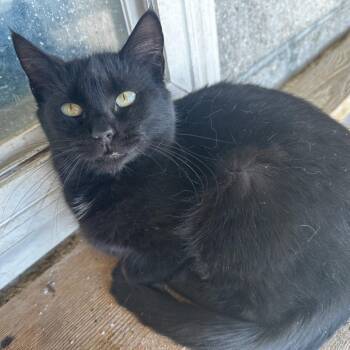 Domestic Medium Hair Cats Available for Adoption - Spooky | PetCurious