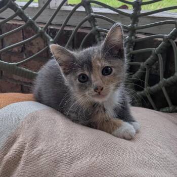 Bella Trix -  Domestic Short Hair Cat for Adoption in Hinesville, Georgia - Bella Trix | PetCurious