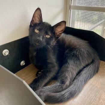 Newport -  Domestic Short Hair Cat for Adoption in Carencro, Louisiana - Newport | PetCurious