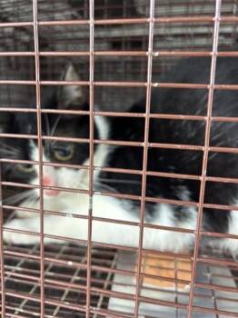A661818 -  Domestic Short Hair Cat for Adoption in Houston, Texas - A661818 | PetCurious