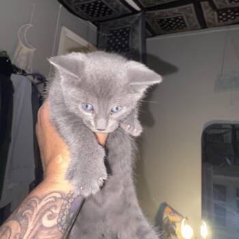 Domestic Short Hair Cats Available for Adoption in Mastic, New York - Kenshin | PetCurious