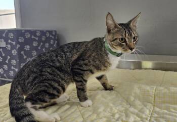 Lenox -  Domestic Short Hair Cat for Adoption in Dickson, Tennessee - Lenox | PetCurious