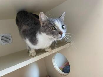 Joy -  Domestic Short Hair Cat for Adoption in Bloomington, Indiana - Joy | PetCurious