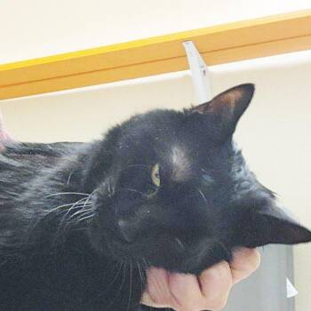 Arthur -  Domestic Short Hair and Mixed Breed Cat for Adoption in Oshkosh, Wisconsin - Arthur | PetCurious
