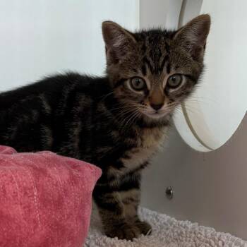 Domestic Short Hair Cats Available for Adoption in Cumming, Georgia - Taco | PetCurious