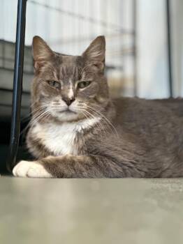 Domestic Short Hair Cats Available for Adoption in Cumberland, Maine - Siesta (fka Malibu) | PetCurious