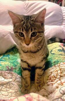 Domestic Short Hair Cats Available for Adoption - Ashley | PetCurious