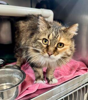 Domestic Long Hair Cats Available for Adoption - Evelyn | PetCurious